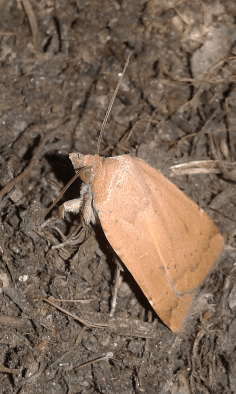 Noctua interjecta (Noctuidae)